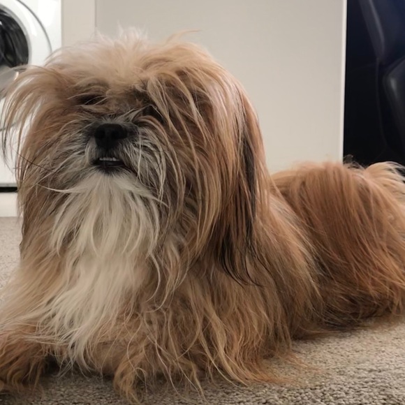 Meet your Posher, Sheena - Picture 1 of 1